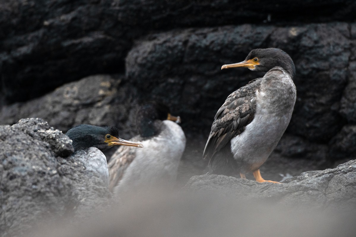 Pitt Island Shag - ML321672401