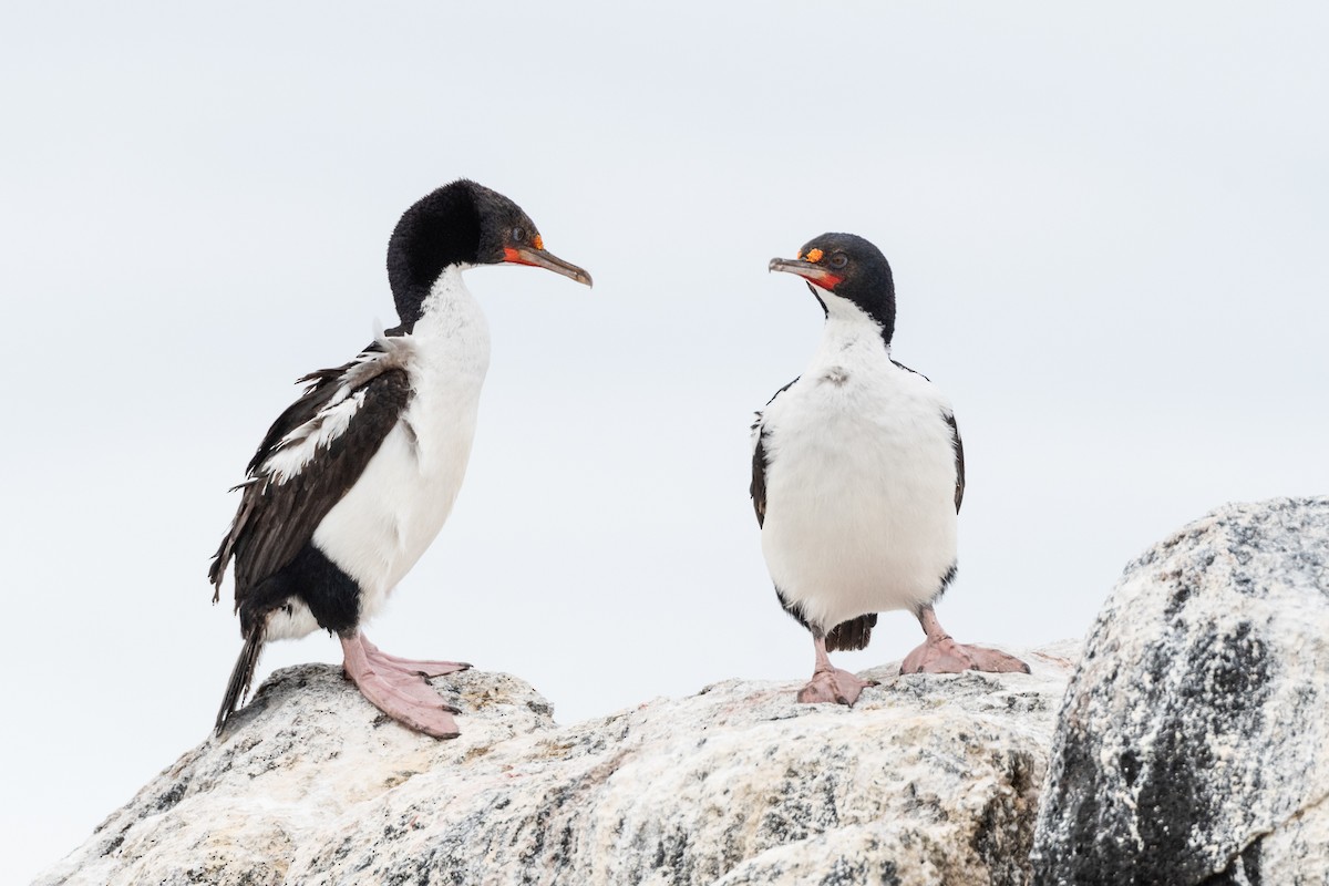 Chatham Islands Shag - ML321672471