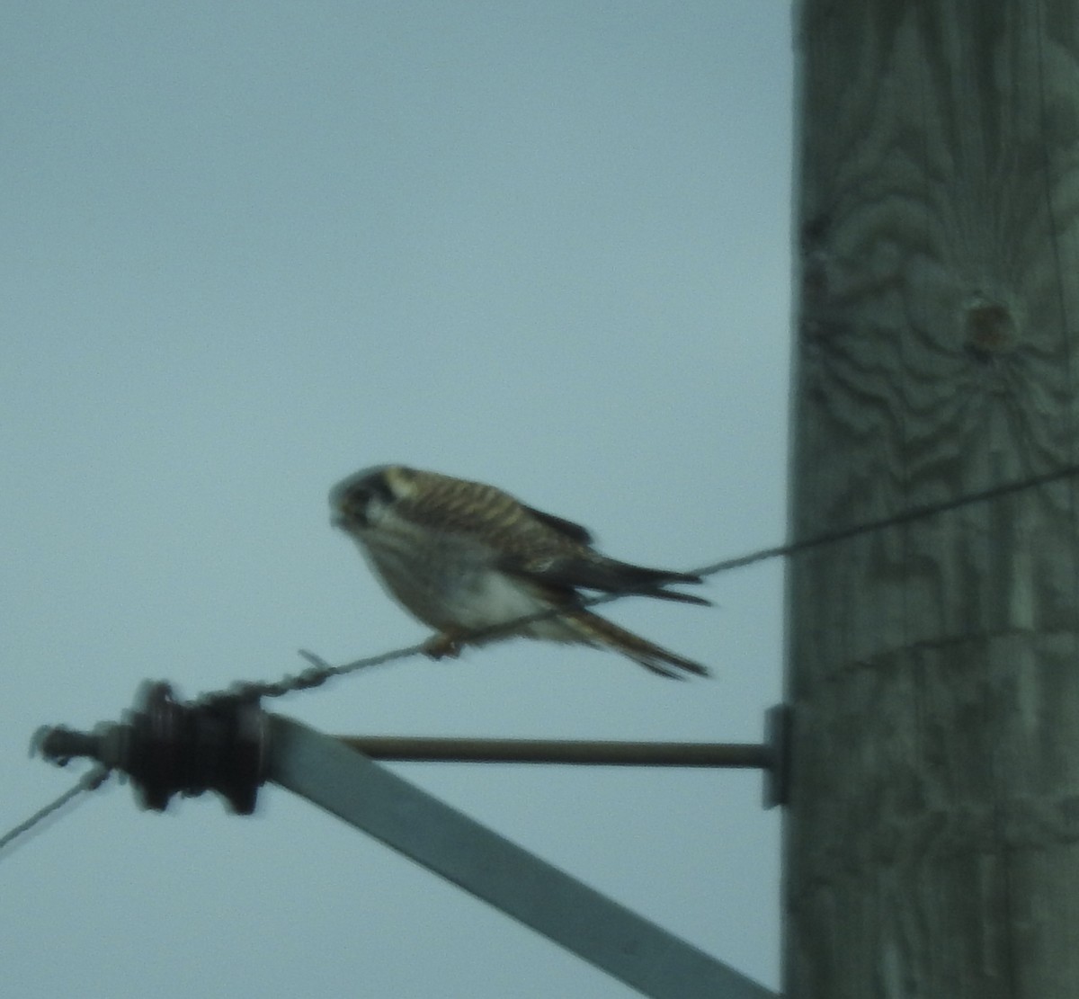 American Kestrel - ML321672581