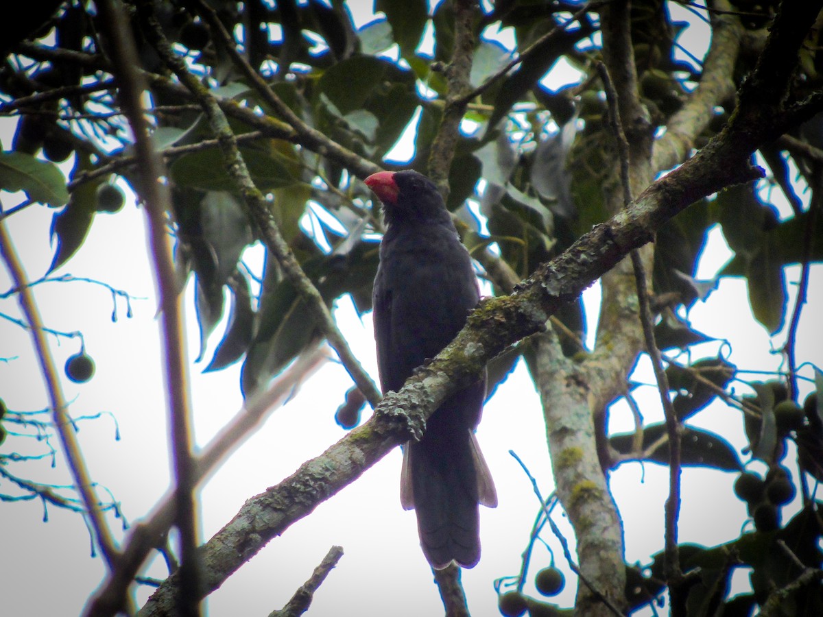 Black-throated Grosbeak - ML321672621