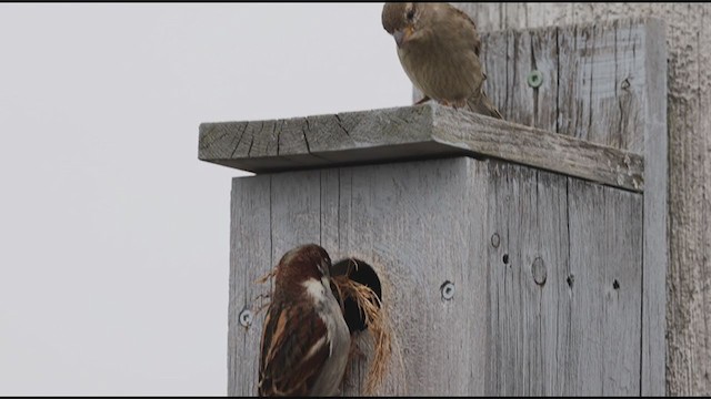 House Sparrow - ML321673411