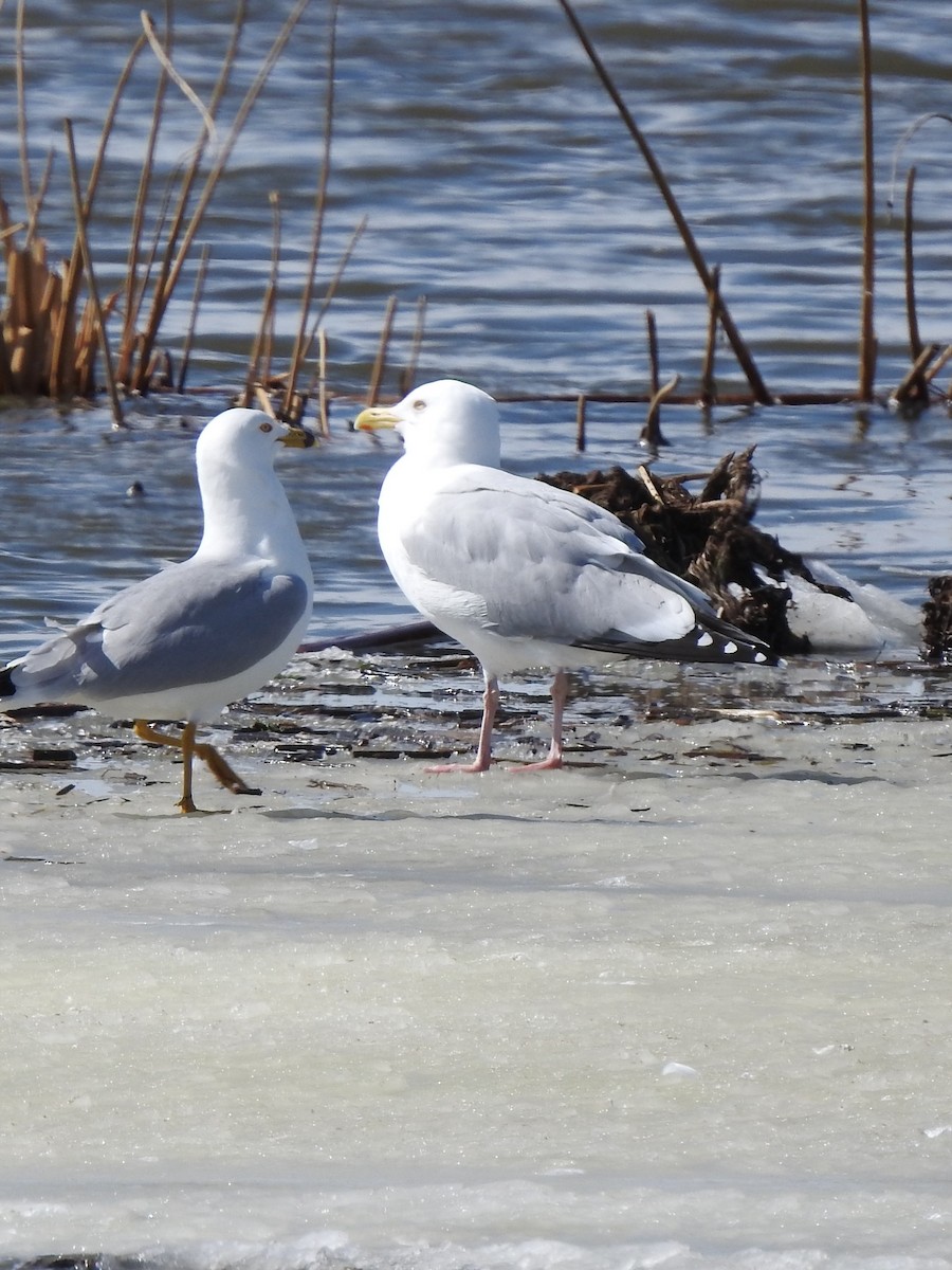 Herring Gull - ML321674641