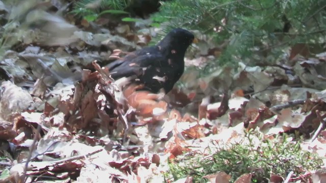 Eurasian Blackbird - ML321674971