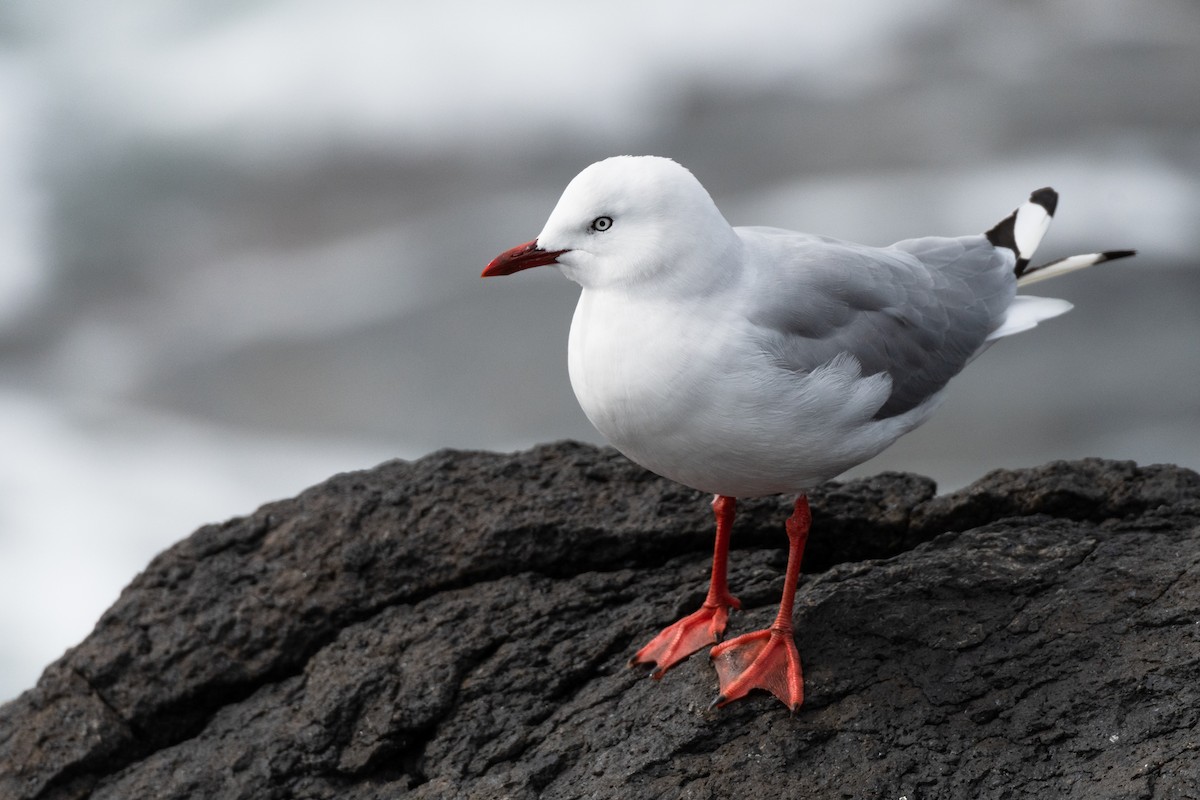 Silver Gull (Red-billed) - Edin Whitehead