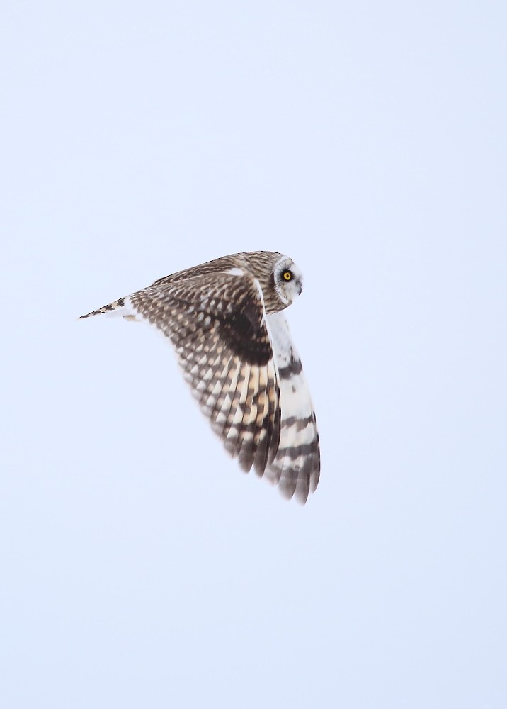 Short-eared Owl - ML321677321