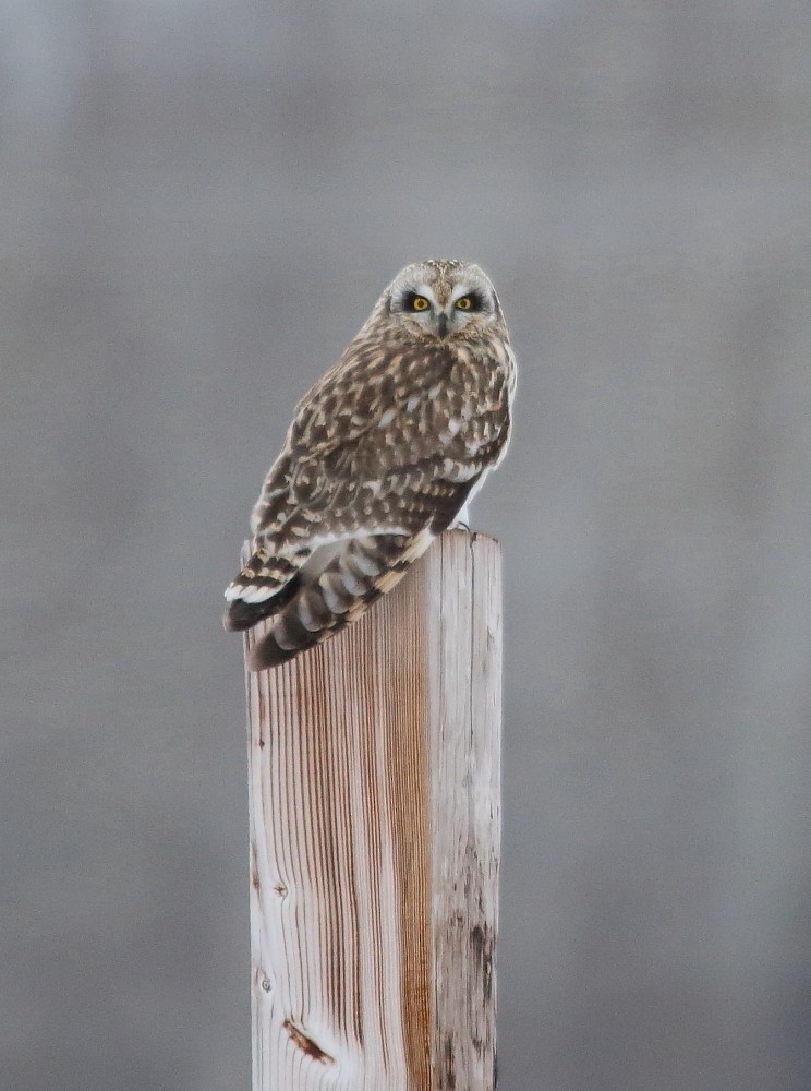 Short-eared Owl - ML321678041