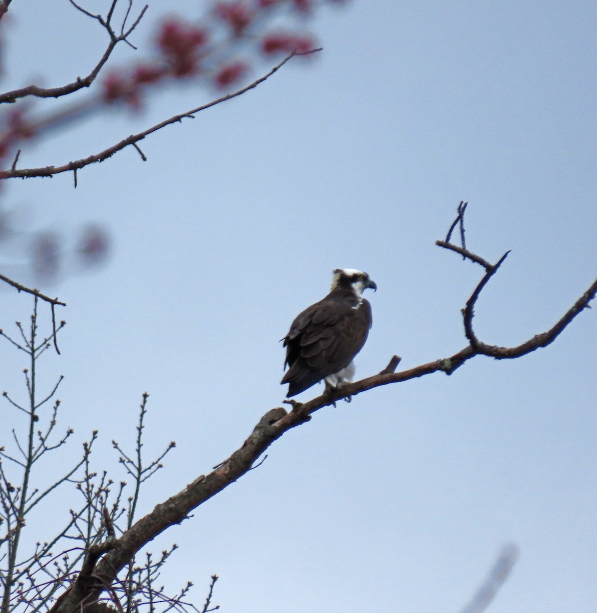 Osprey - ML321678381