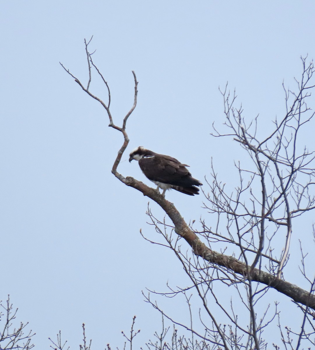 Osprey - Kevin McGrath