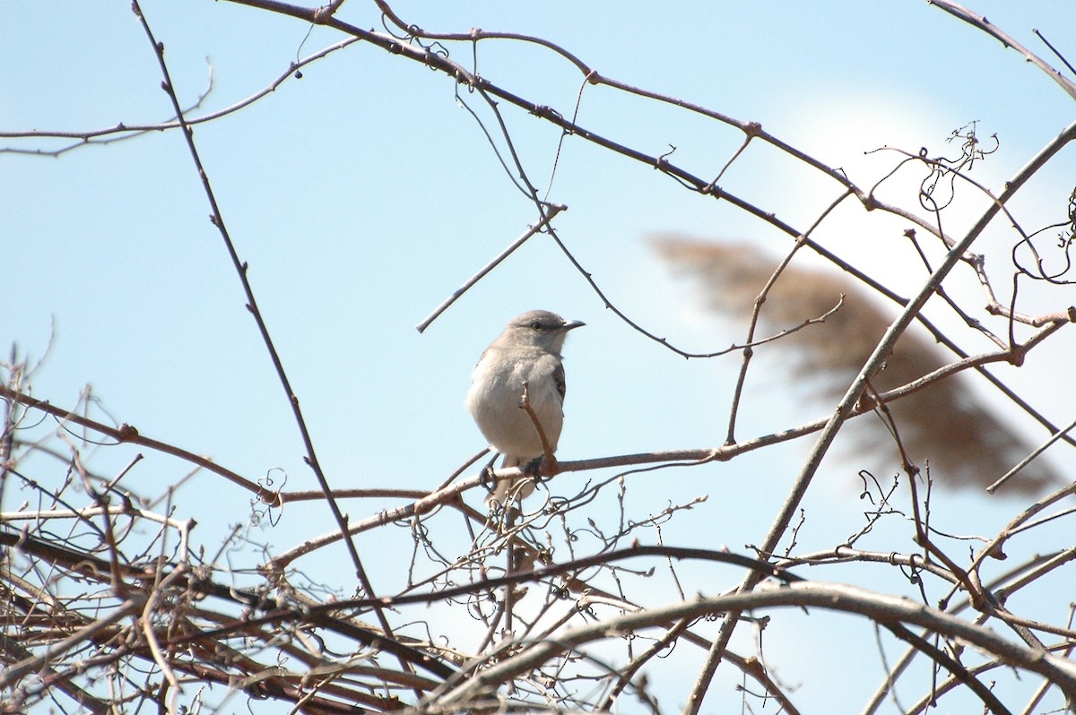 Northern Mockingbird - Alex Tey