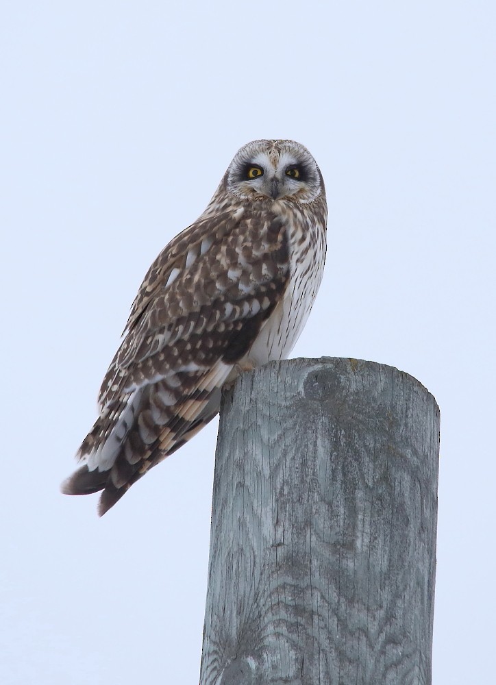Short-eared Owl - ML321682961
