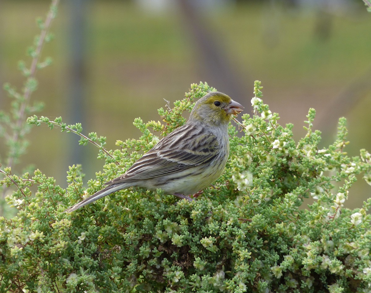 Island Canary - ML321683421