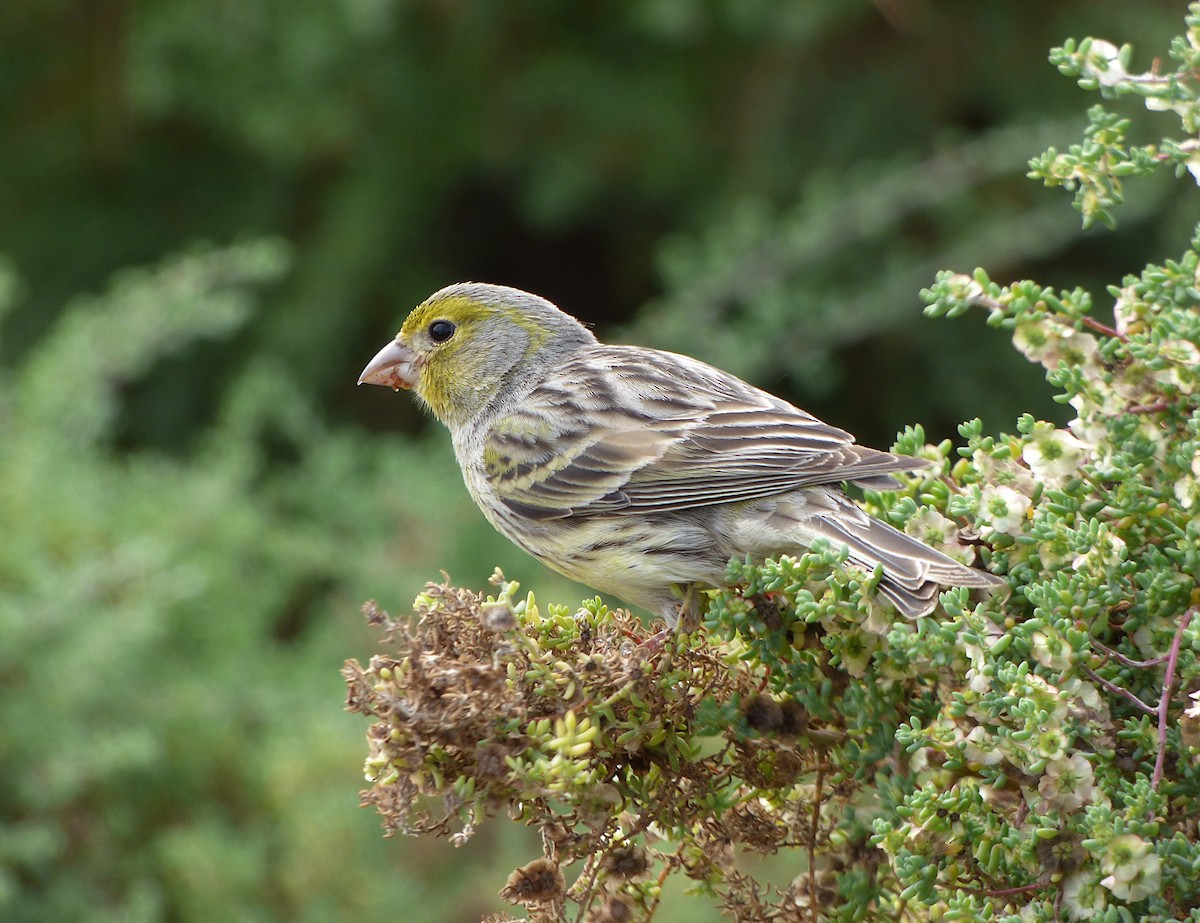 Island Canary - Xabier Remirez