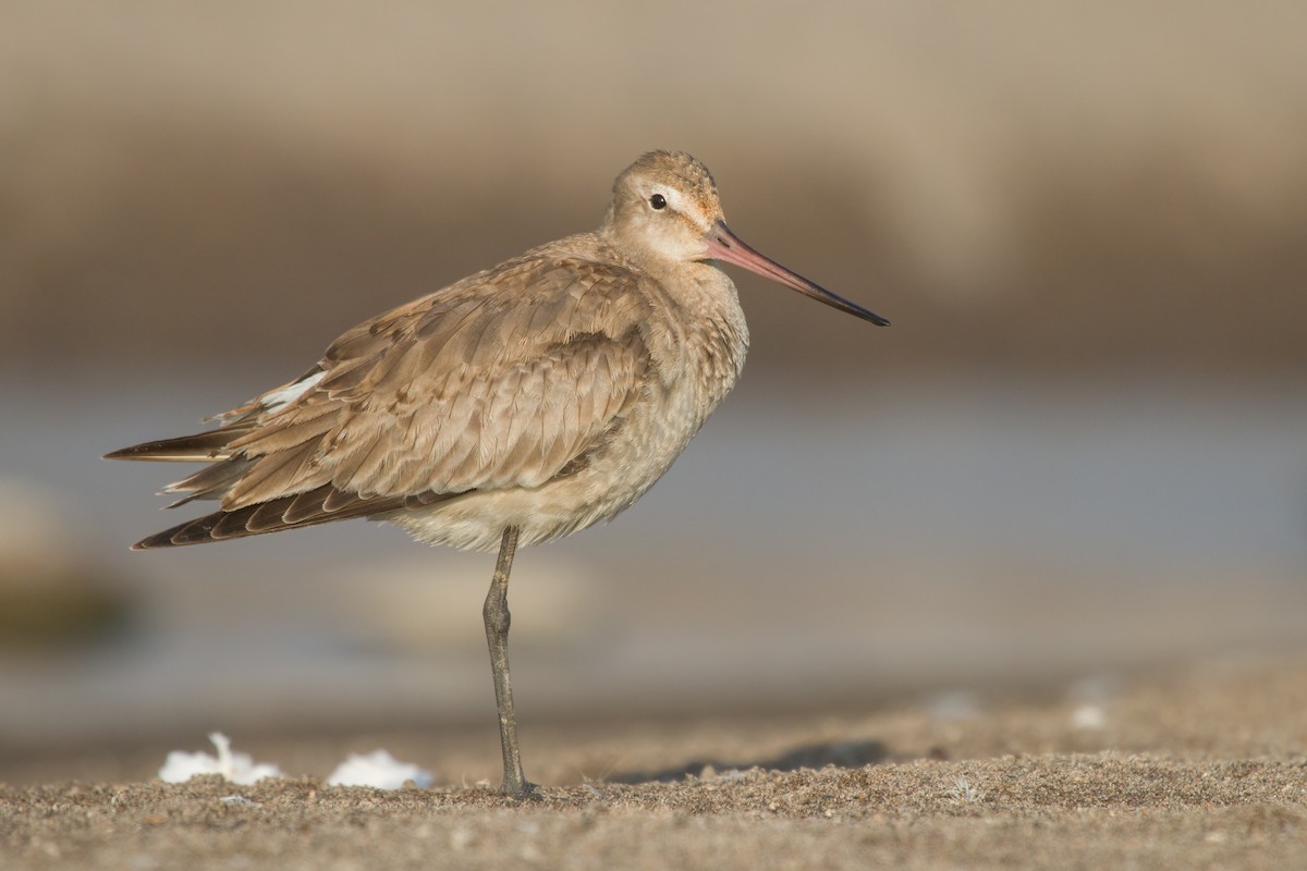 Hudsonian Godwit - Michel Gutierrez