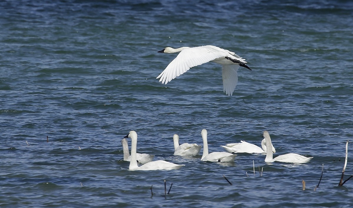 Tundra Swan - ML321686091