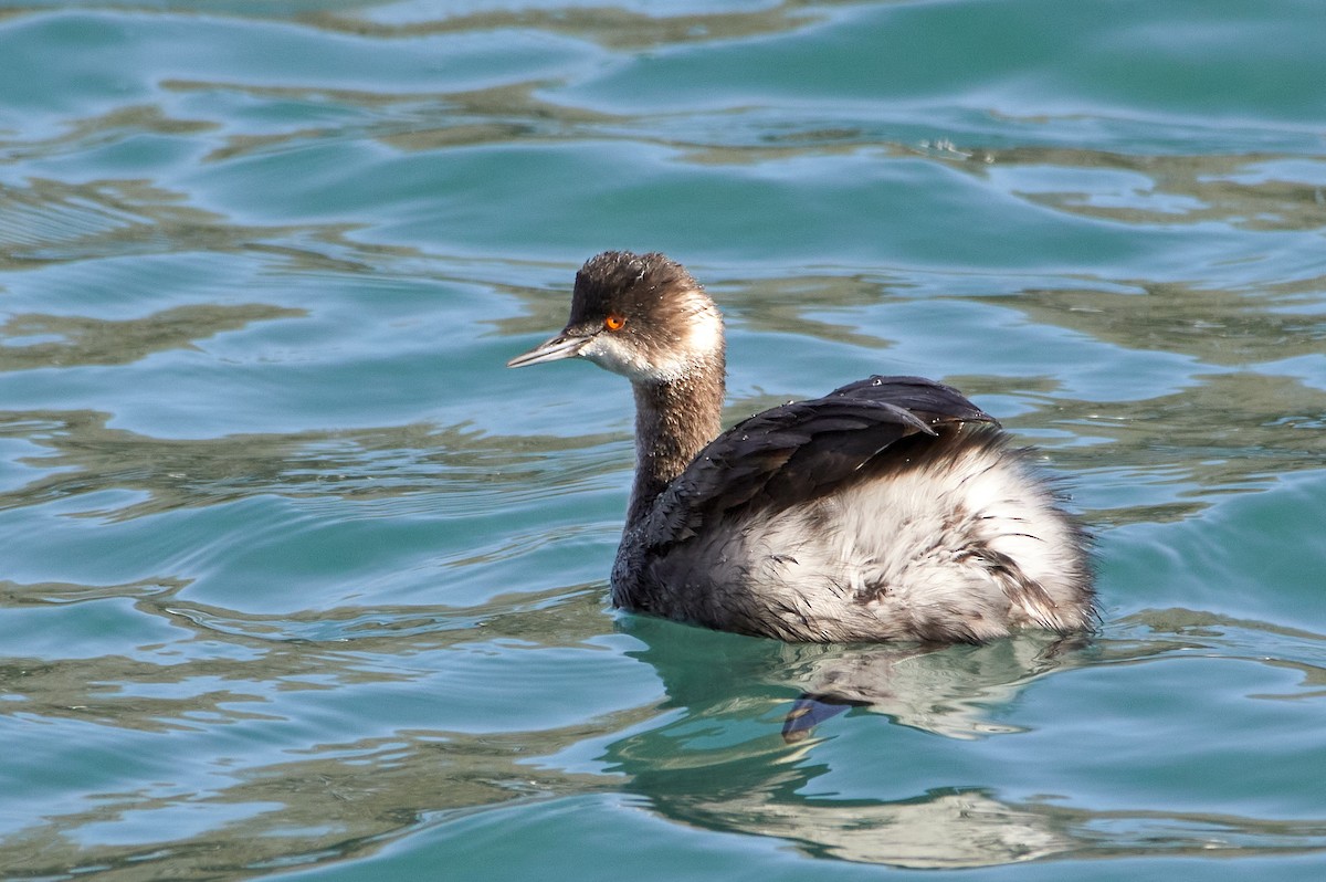 Eared Grebe - ML321686701