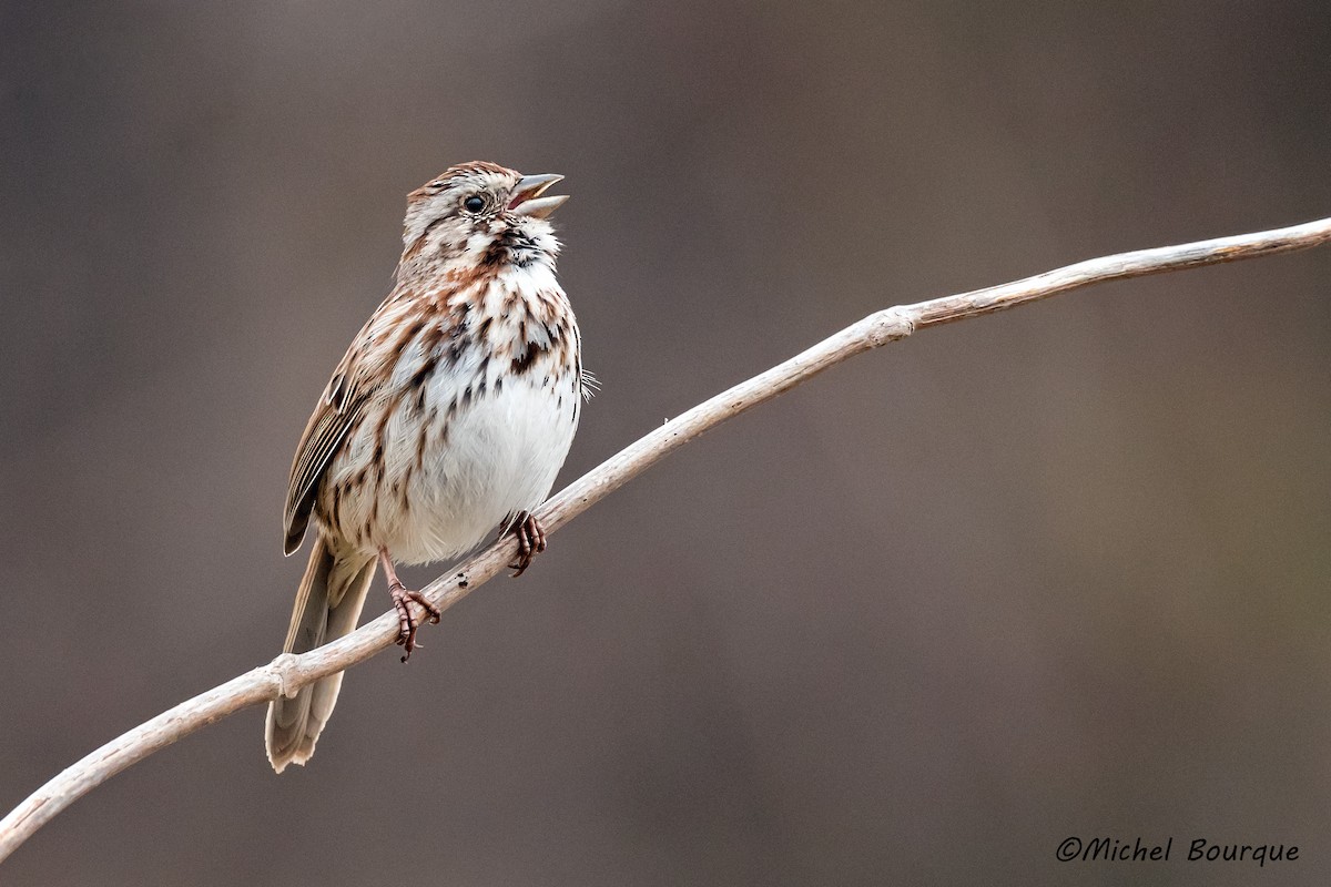 Song Sparrow - ML321686741