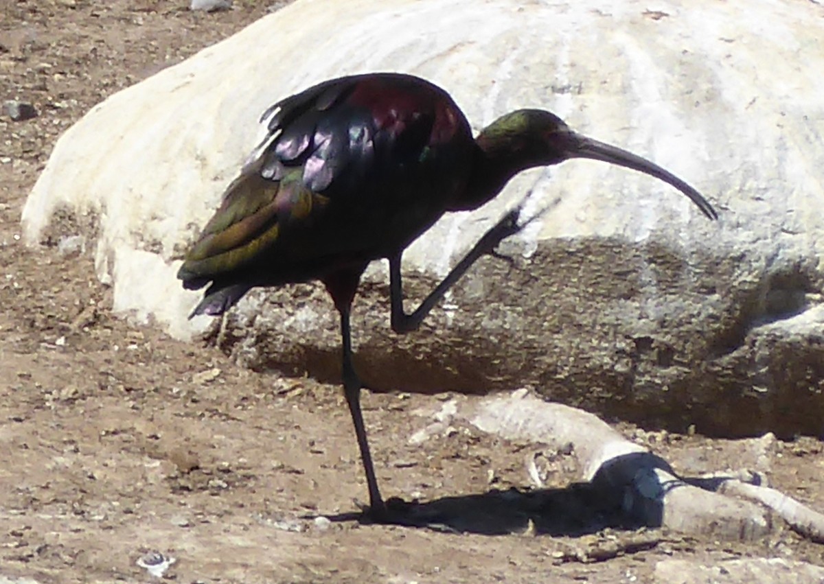 White-faced Ibis - Lindsay Fitch
