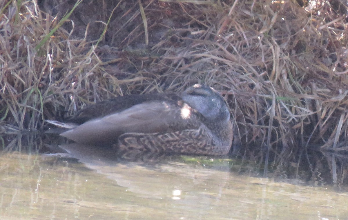 Mallard/Mexican Duck - ML321686871