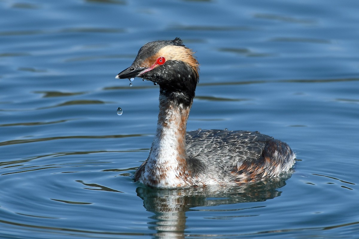 Horned Grebe - MJ OnWhidbey