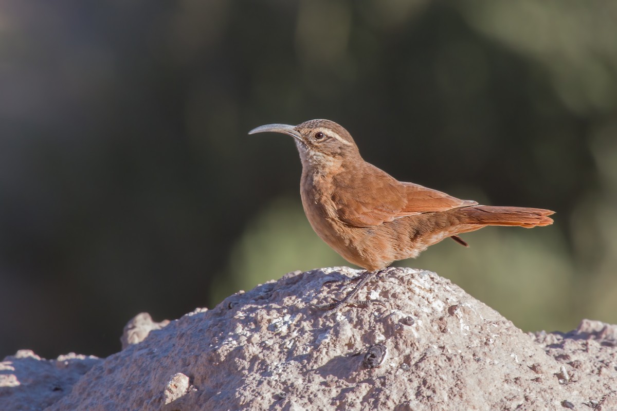 White-throated Earthcreeper - ML321687011