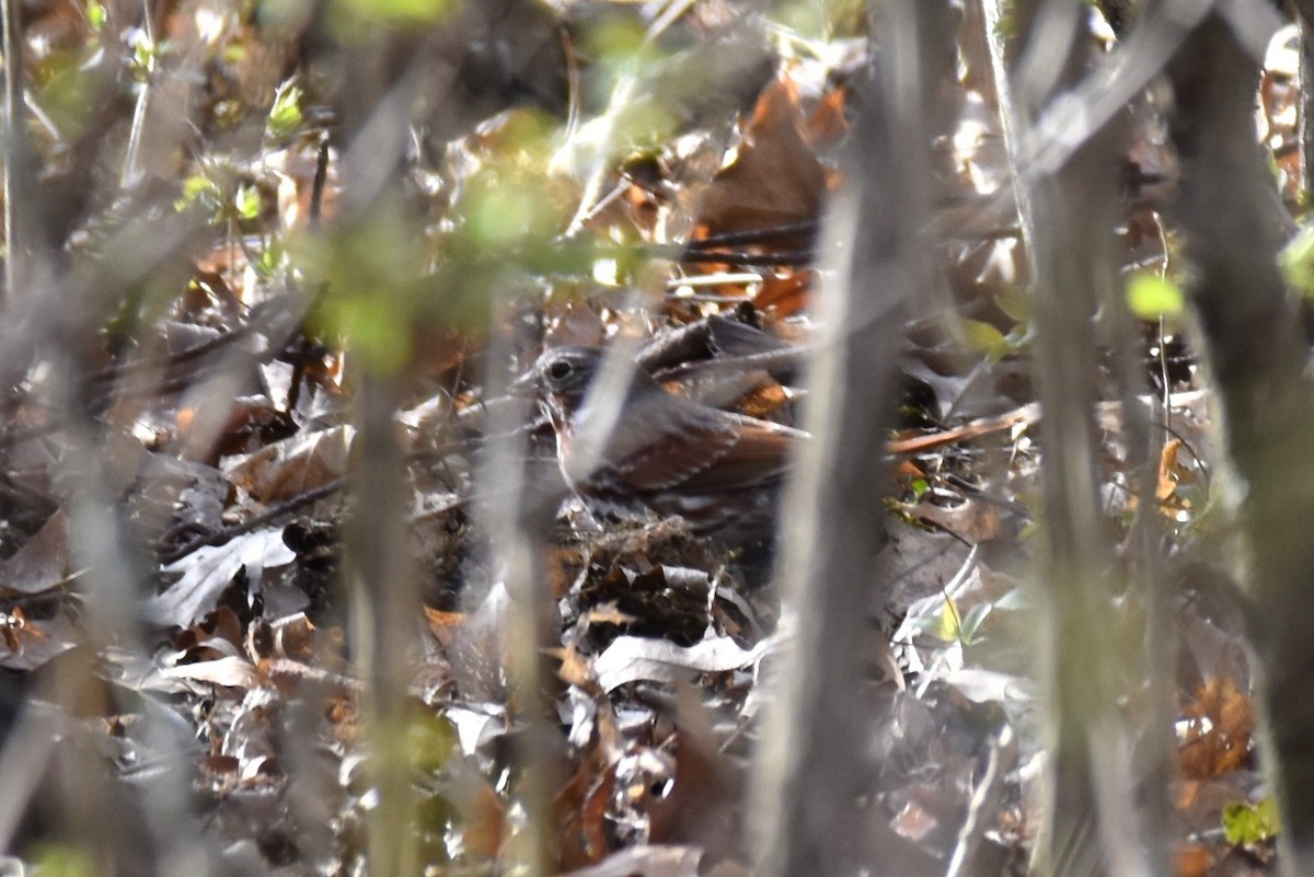 Fox Sparrow - ML321688971