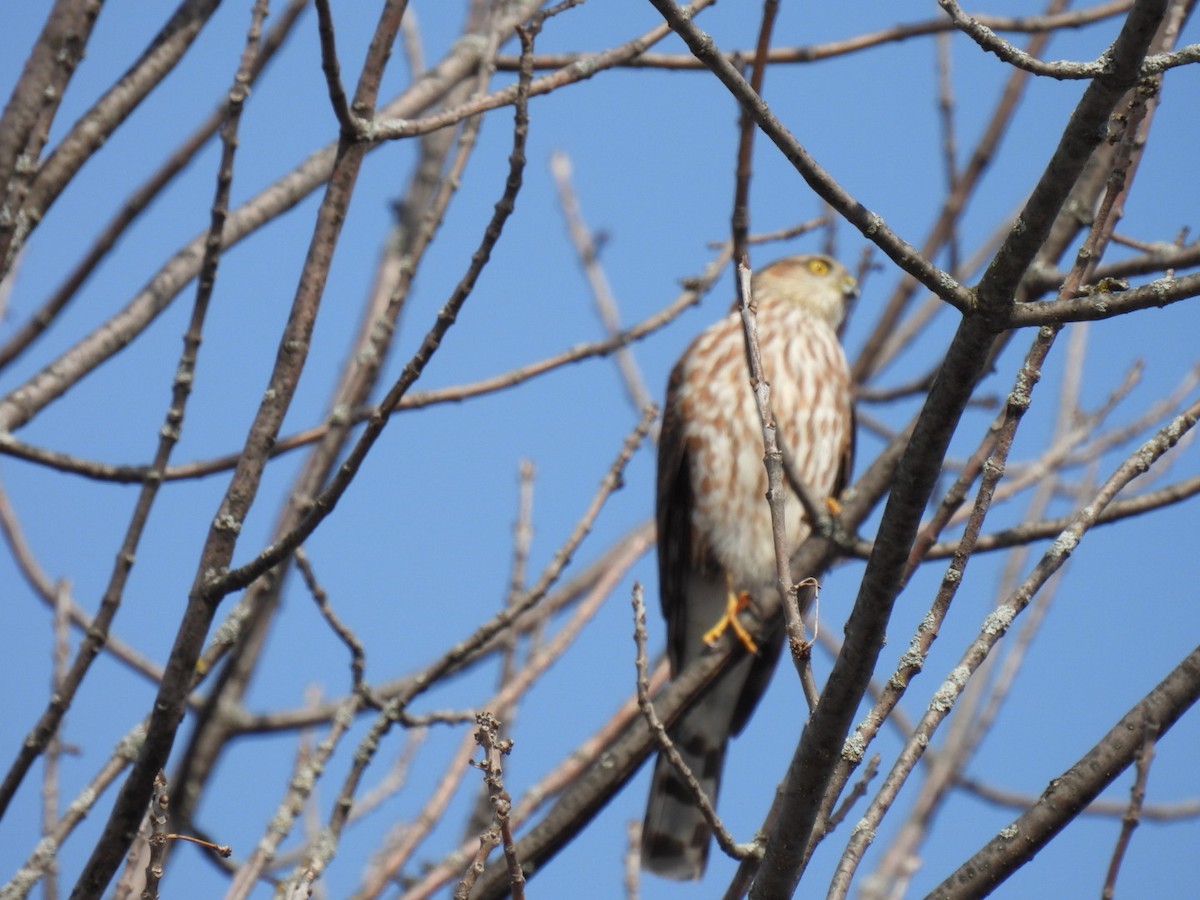 Sharp-shinned Hawk - ML321690481