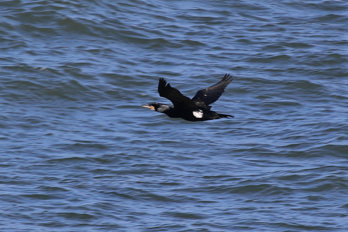 Great Cormorant (North Atlantic) - Rob Bielawski