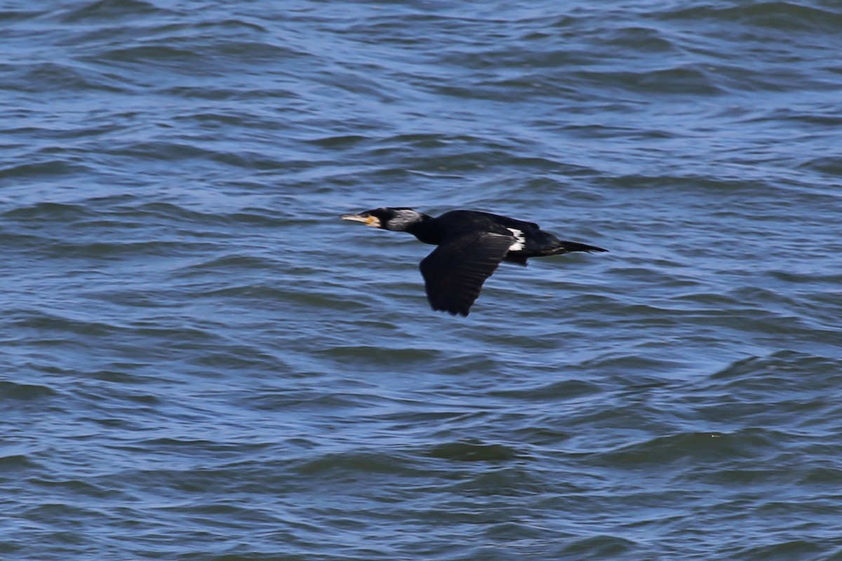 Great Cormorant (North Atlantic) - ML321690581