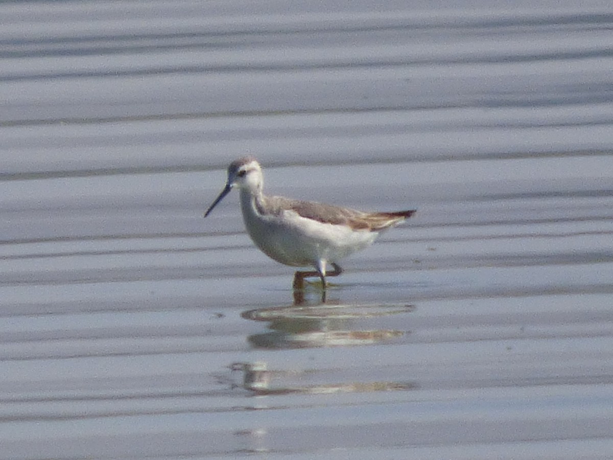 Falaropo Tricolor - ML32169071