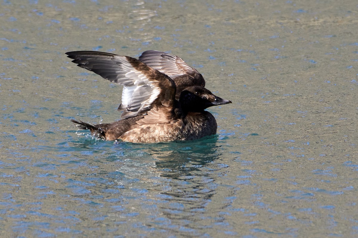 White-winged Scoter - ML321690771
