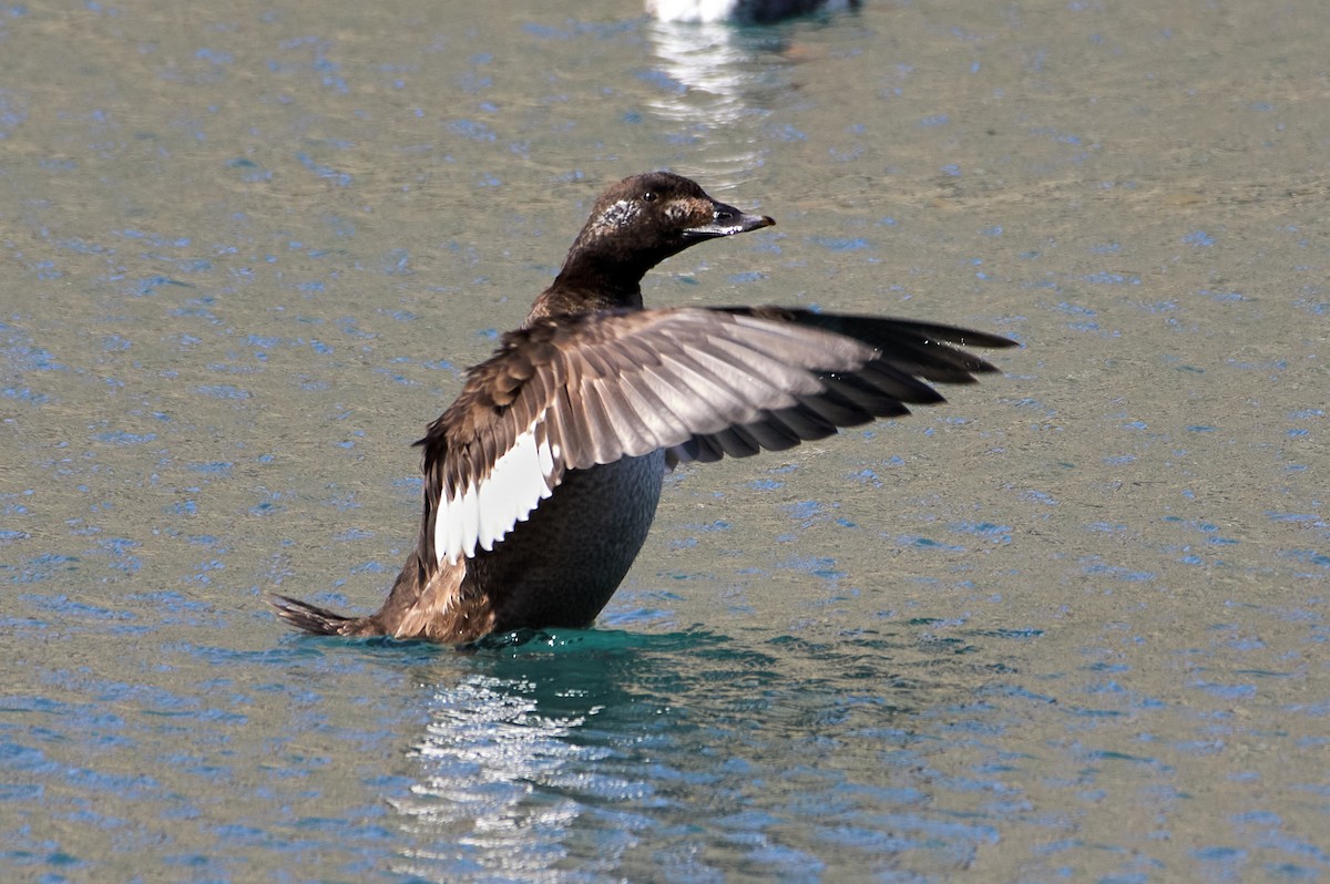 White-winged Scoter - ML321690781