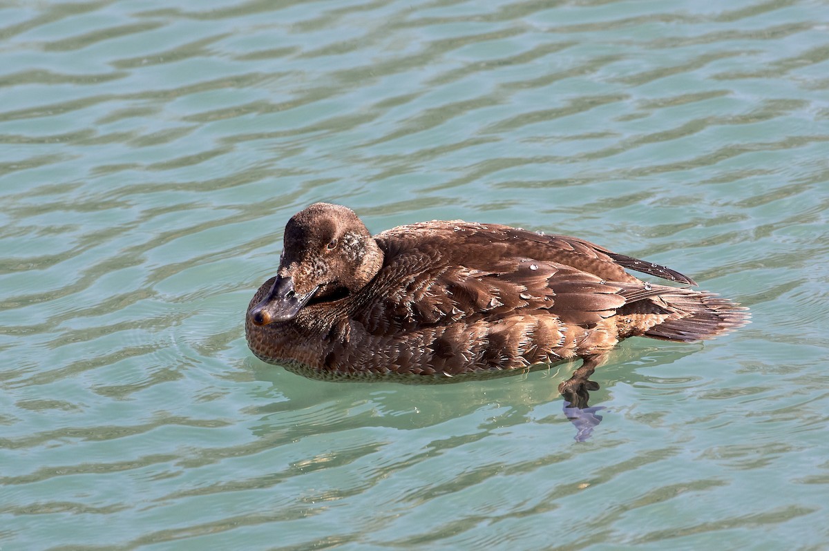 White-winged Scoter - ML321690791