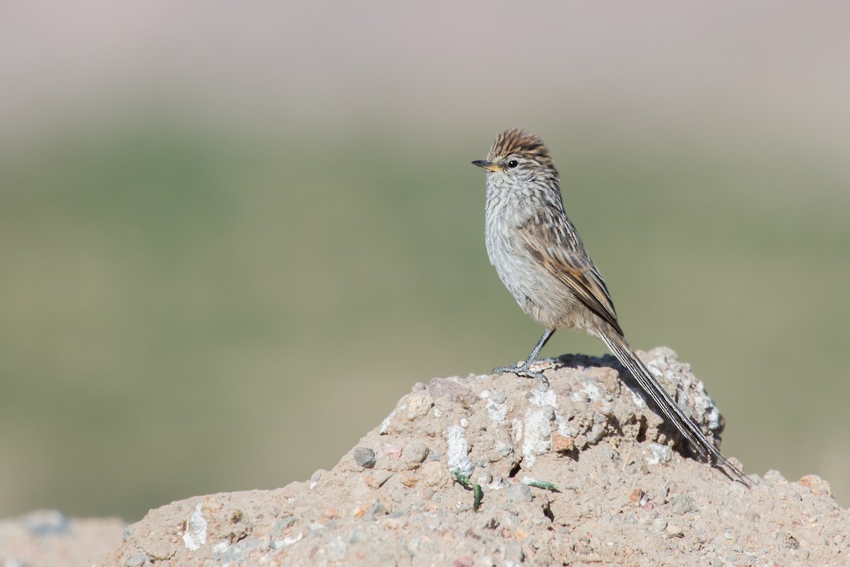 Streaked Tit-Spinetail - Michel Gutierrez