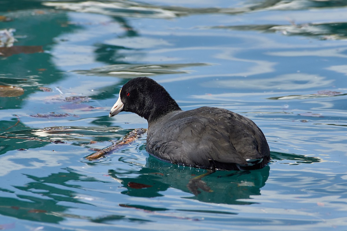 American Coot - ML321691251