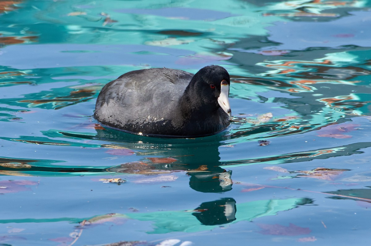 American Coot - ML321691261
