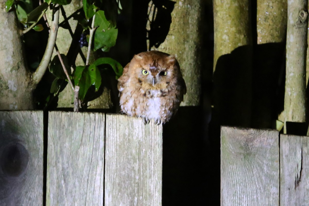 Eastern Screech-Owl (Northern) - ML321691351