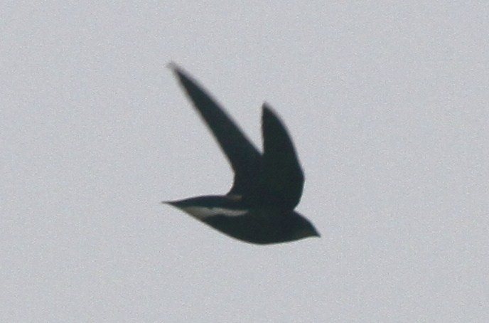 Silver-backed Needletail - ML32169151