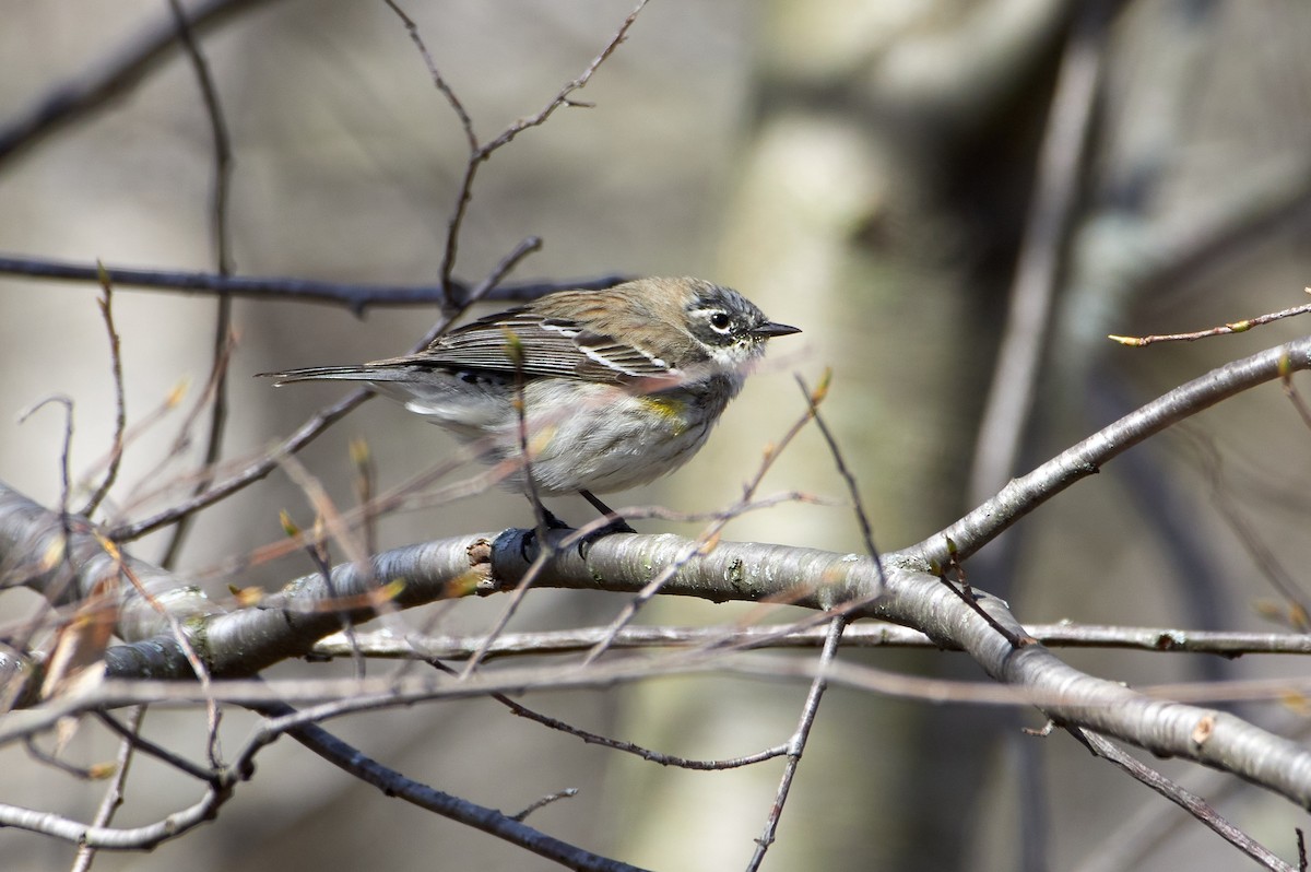 Yellow-rumped Warbler - ML321694721