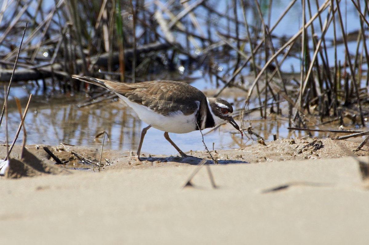 Killdeer - ML321694751