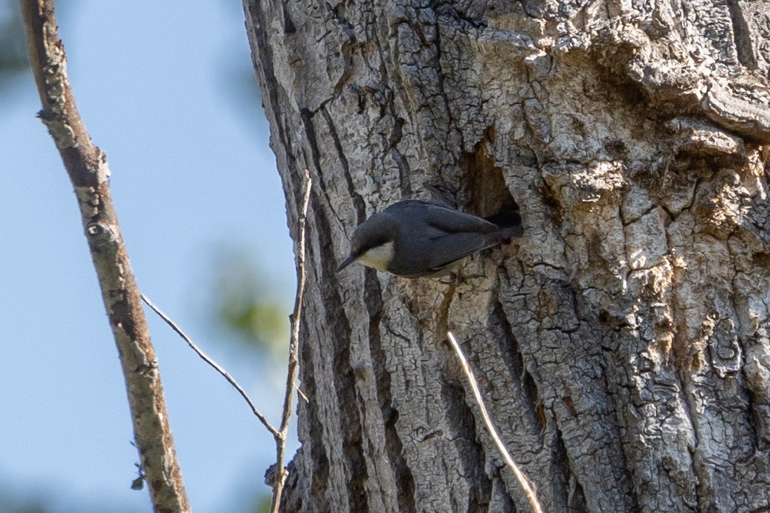 Pygmy Nuthatch - ML321701701