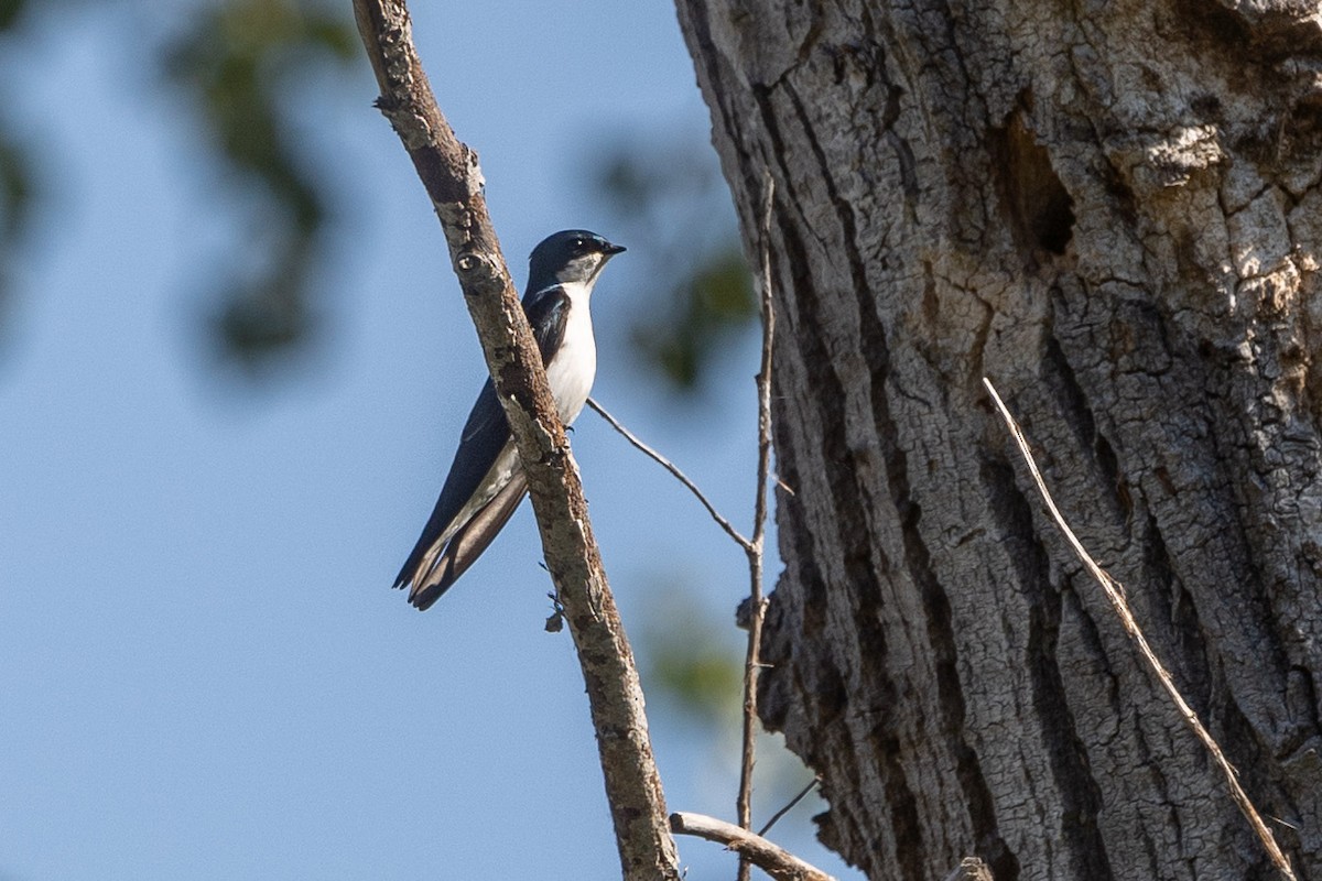 Hirondelle bicolore - ML321701811