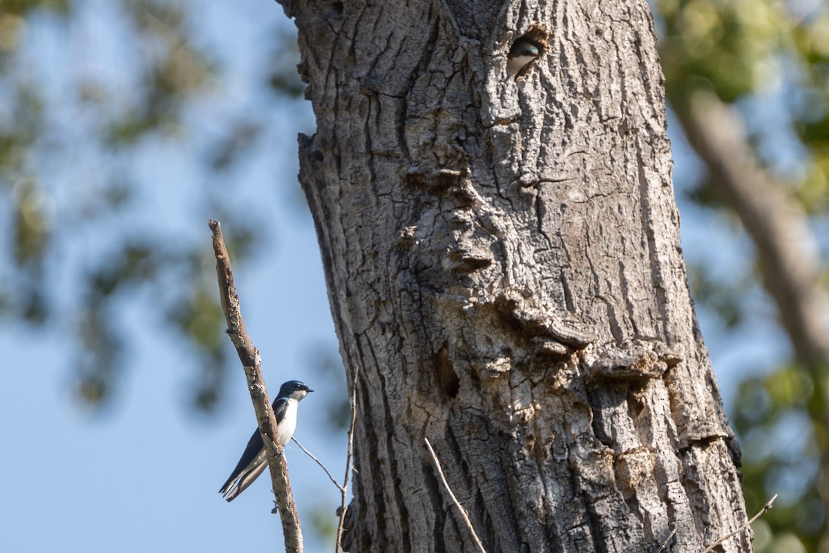 Tree Swallow - ML321701881