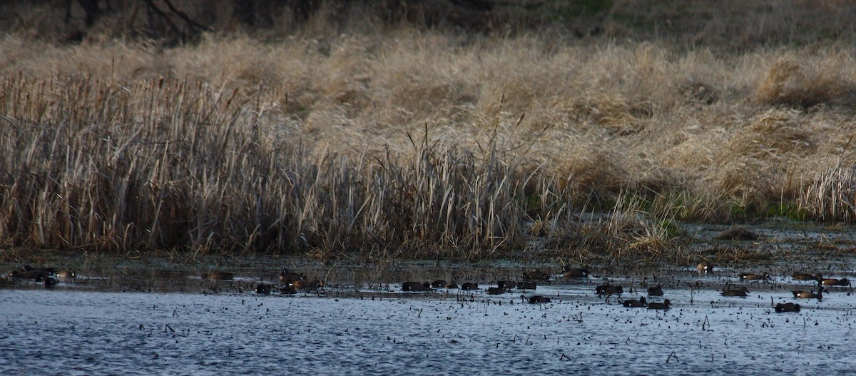 Blue-winged Teal - ML321702151