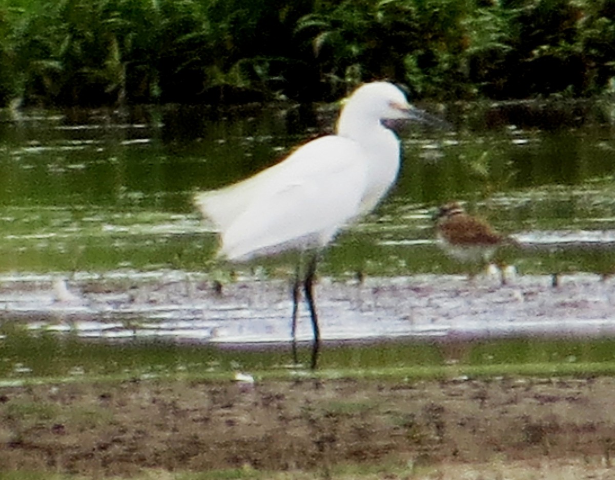 Snowy Egret - ML32170281