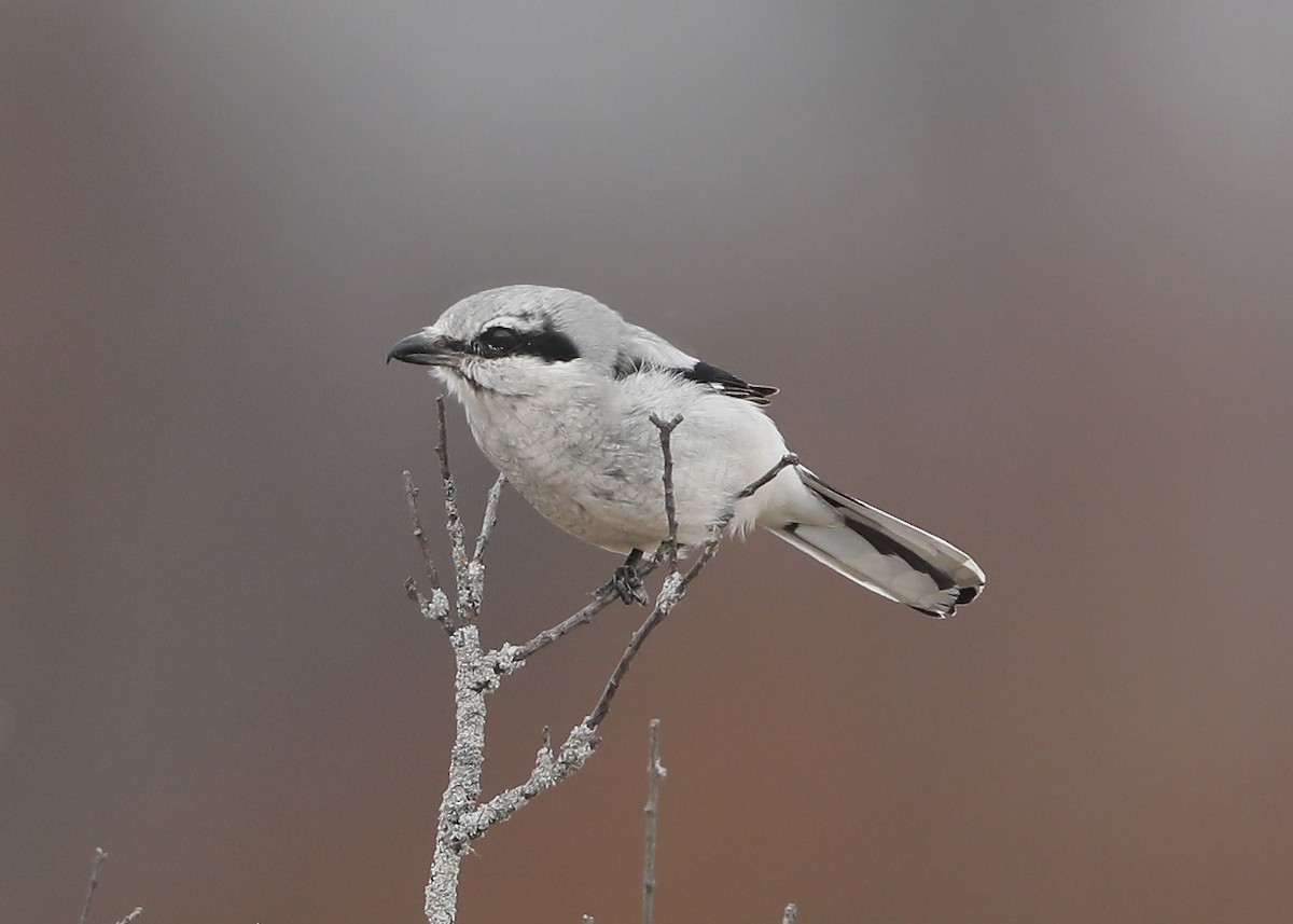 Northern Shrike - ML321702851