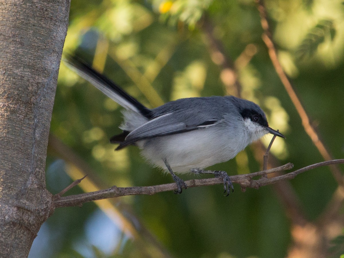 Masked Gnatcatcher - ML321703371