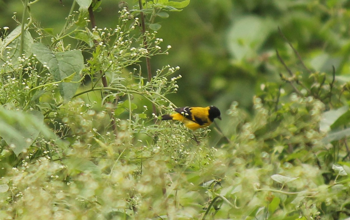 Saffron Siskin - ML32170951