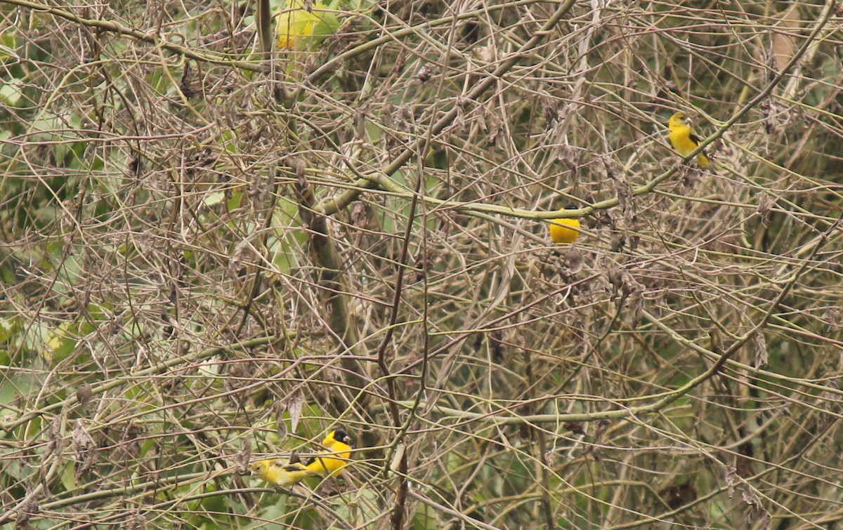 Saffron Siskin - ML32170961