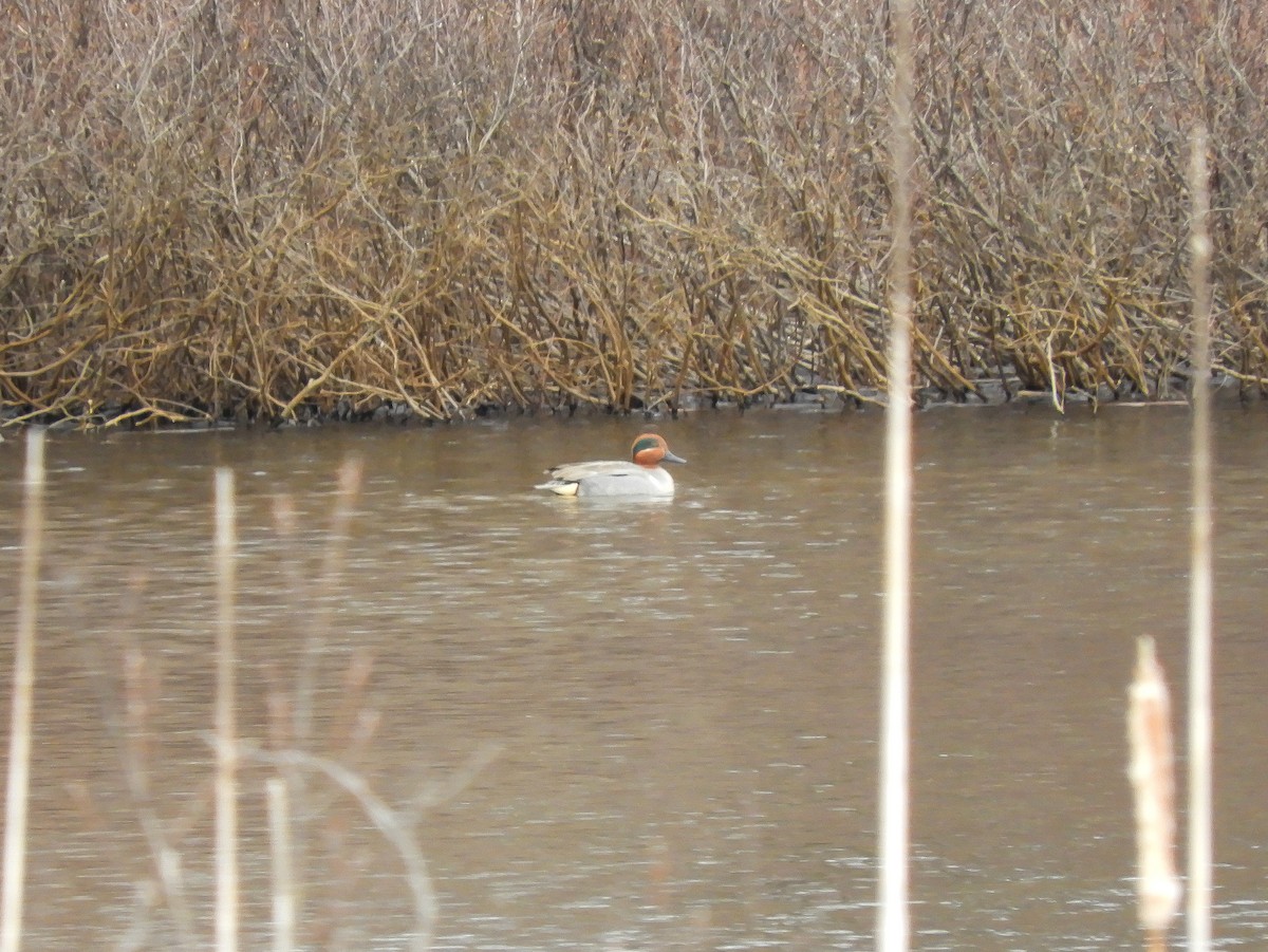 Green-winged Teal - ML321709691