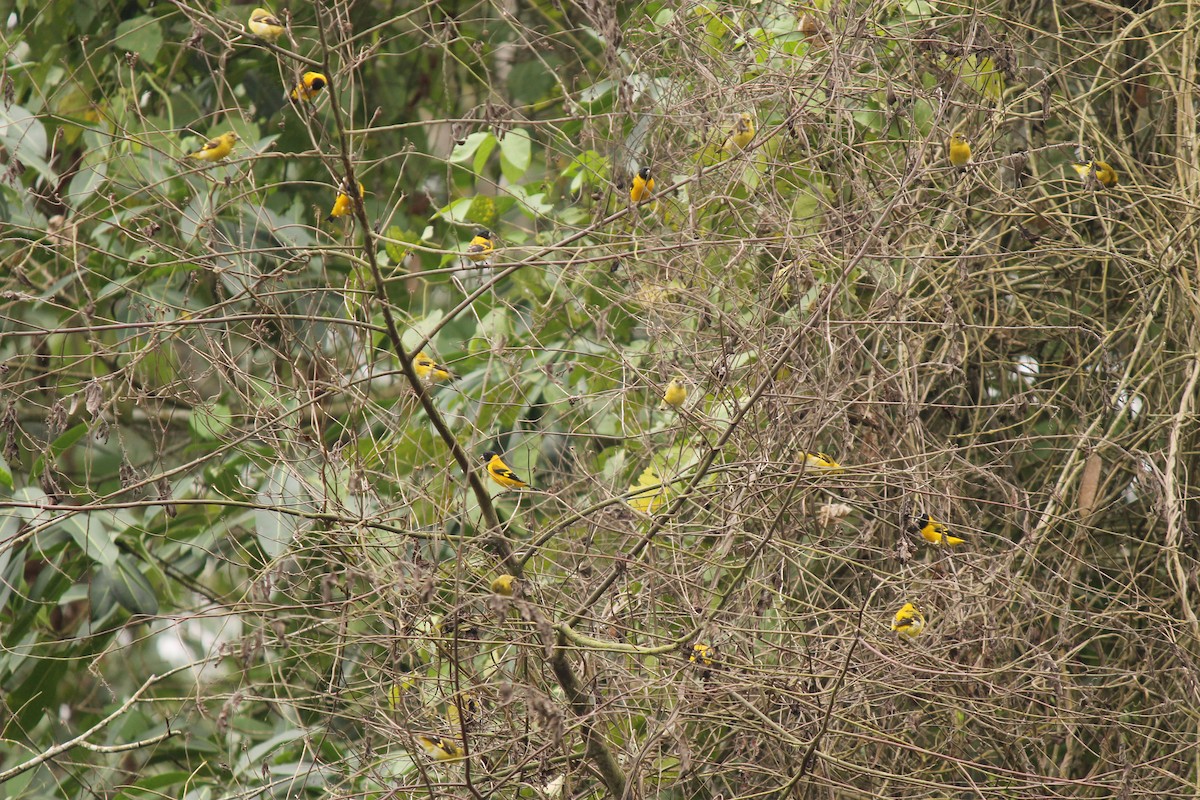 Saffron Siskin - ML32171001